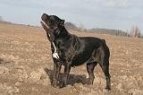 CANE CORSO 1396